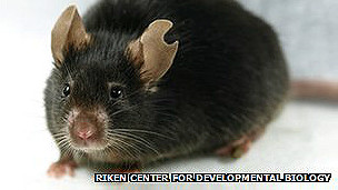 这只老鼠是用一滴老鼠血克隆的